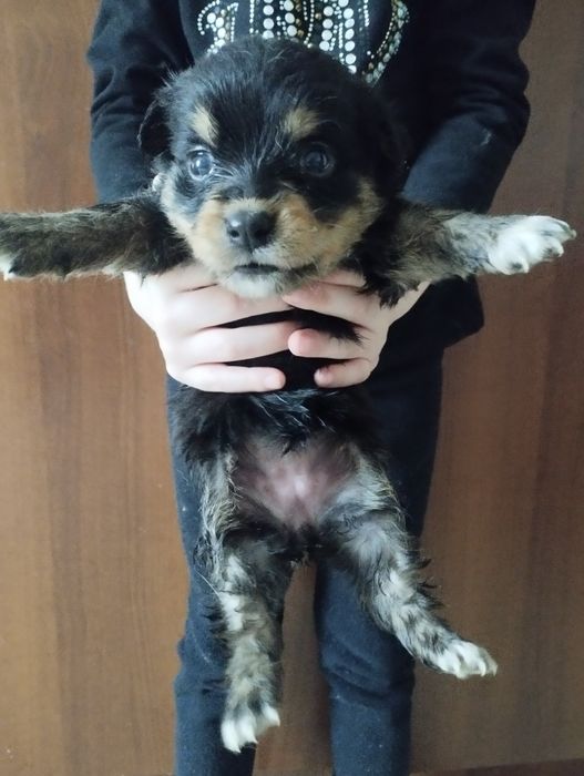 Отдам даром.щенят .