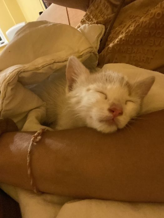 Мъжко коте 2 месеца