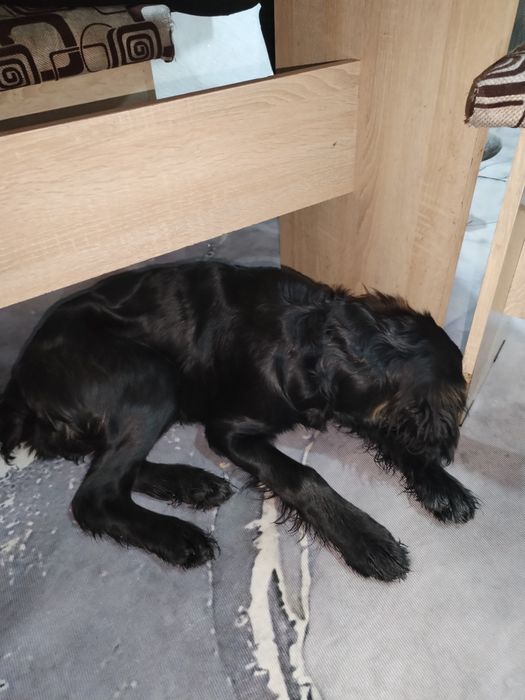 Отдам спаниель подростка щенка в хорошие руки