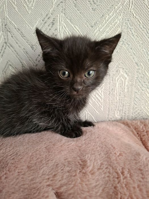 Отдам красивых  котят!!!
