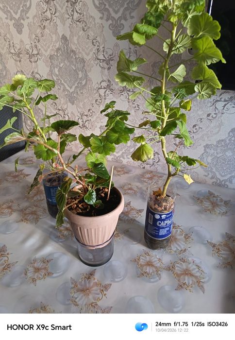 Продам комнатные цветы