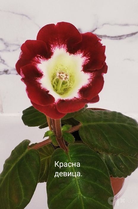 Цветущие не махровые глоксинии.