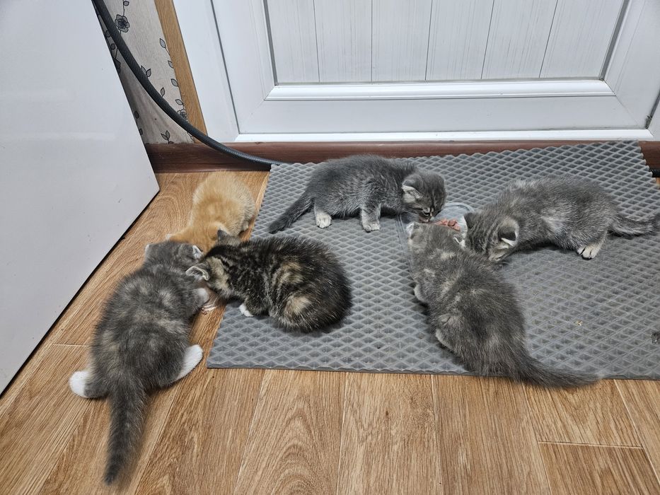 Котята ищут дом !