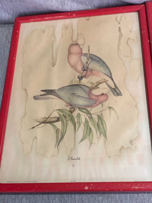 стари  три Цветни литографии Папагали Печат