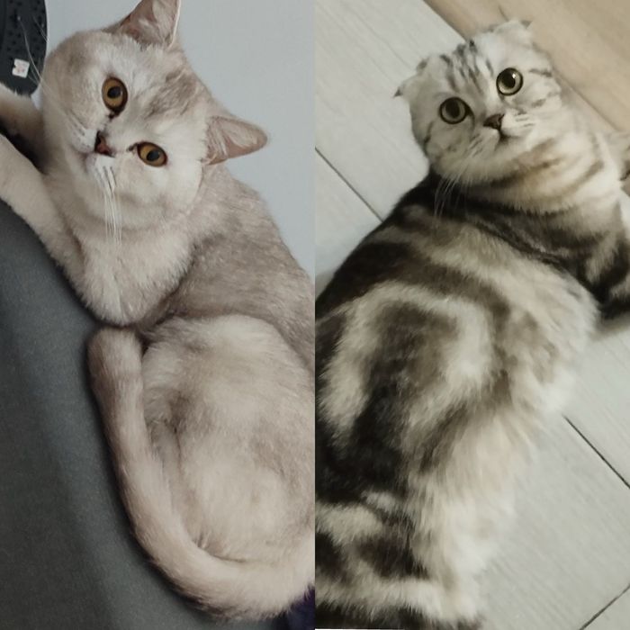 Котята Scottish Fold & Straight