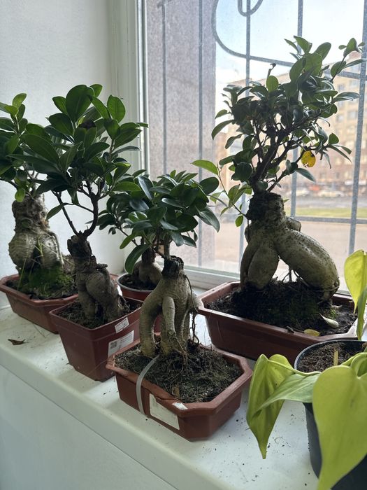 Распродажа комнатных растений