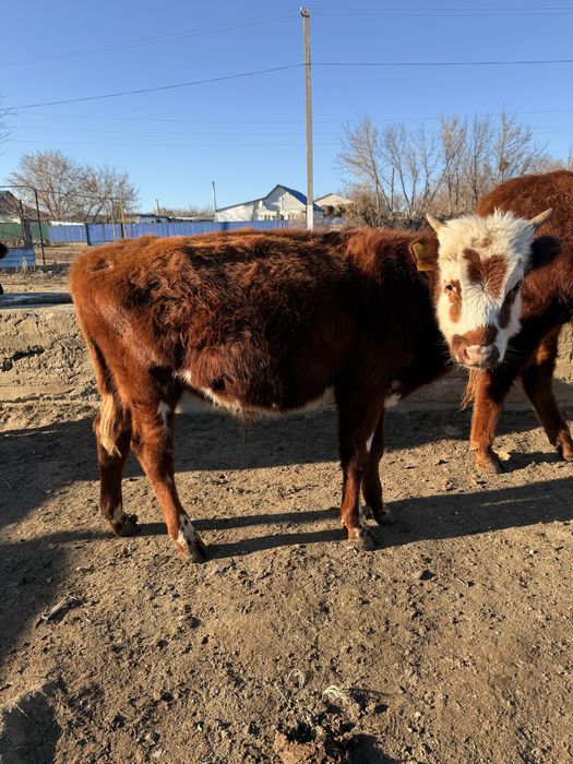 Сатылады бұқа қалаға жақын ауылда