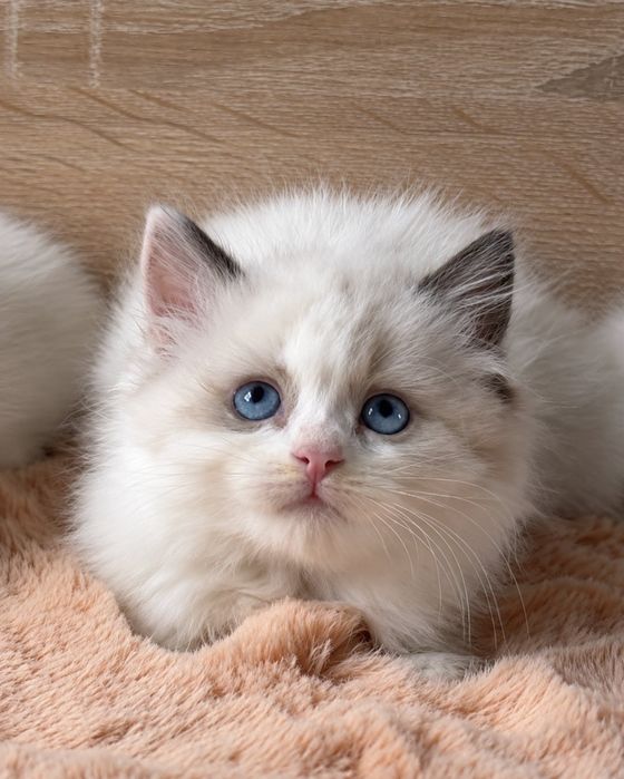 Рагдол Регдол Ragdoll