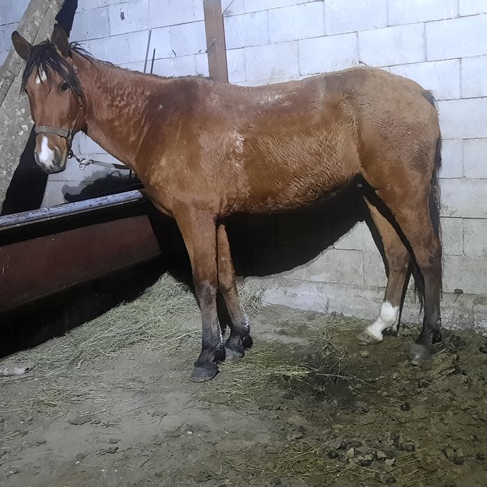 Ат сатылады пішпе