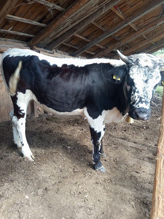 Vând 2 juninci una  de 9 luni și una de 11  luni