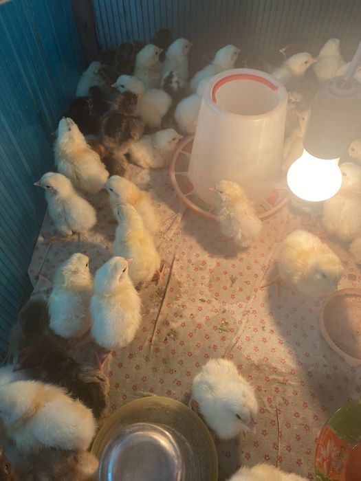 Суточные цыплята