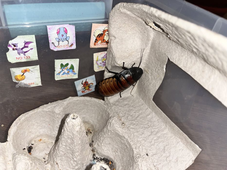 Мадагаскарский таракан