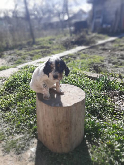 Продавам малки английски сетерчета