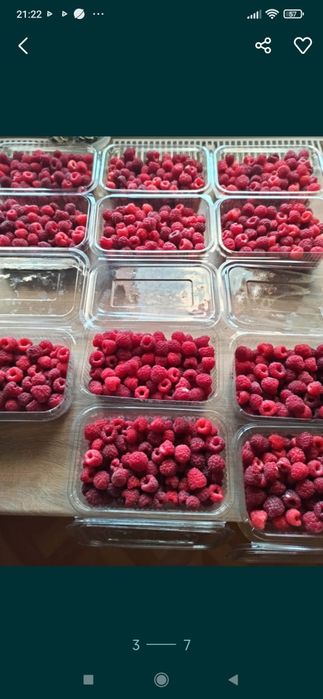 Zmeură bio anul 2025.