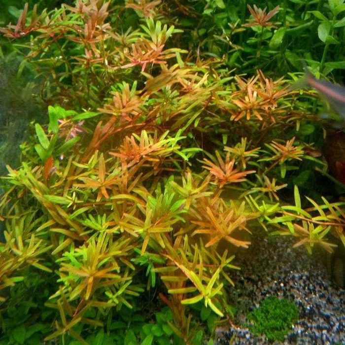 Продам растение Ротала индика