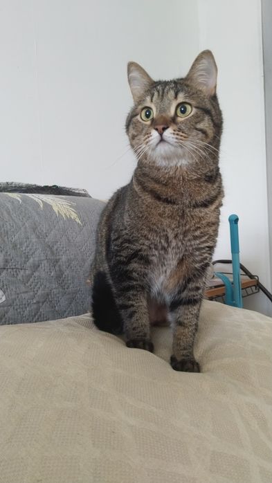 Передержка кошек