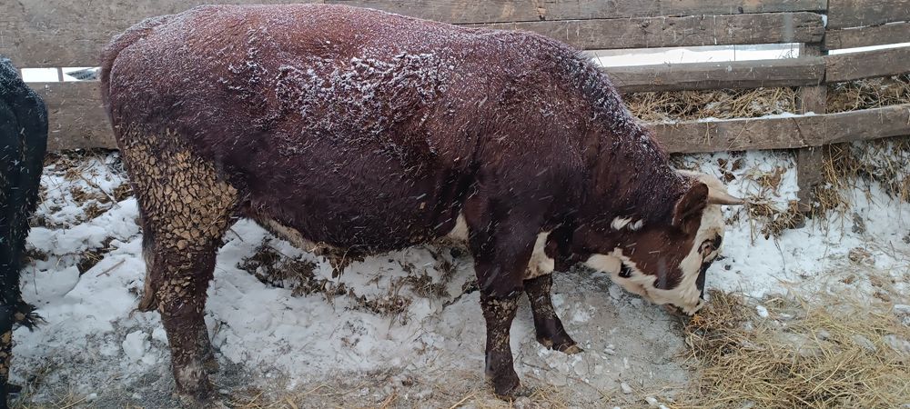 Мясо молодняк бычок