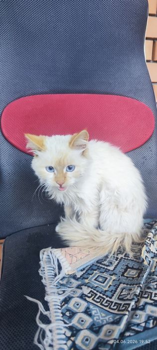 Отдам кота в добрые руки