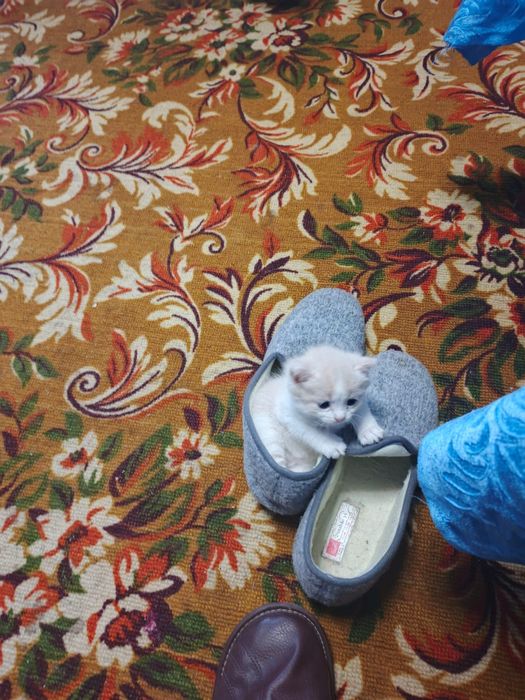 Котёнок в хорошие руки