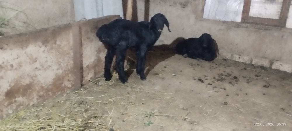 2 та кузи кучкор сотлади Узун зотор срочно сотлади утга кирган пул зар