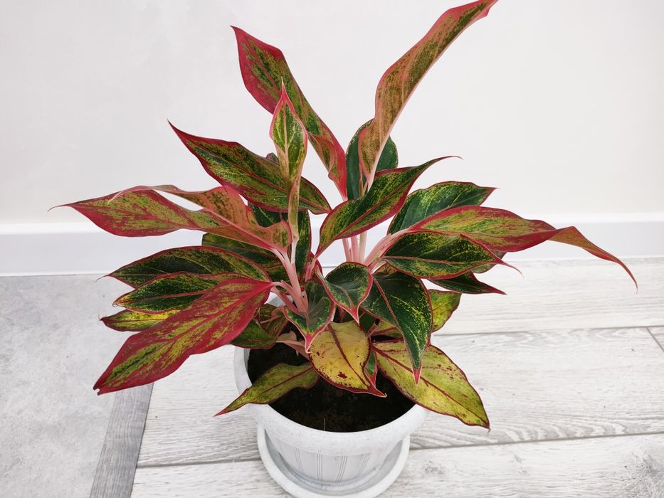 Домашние цветы, доставка