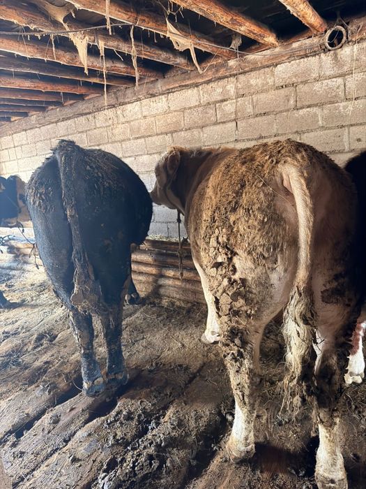 Продам быков  звоните пишите