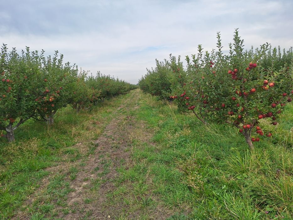Продам ЯБЛОНЕВЫЙ САД ухоженный.