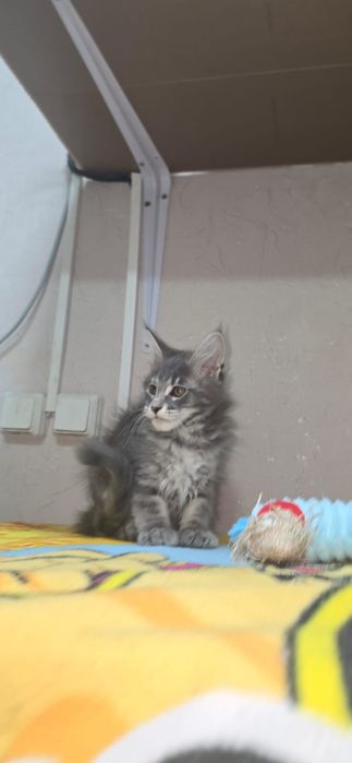 Предлагаю котят породы Мейн-кун