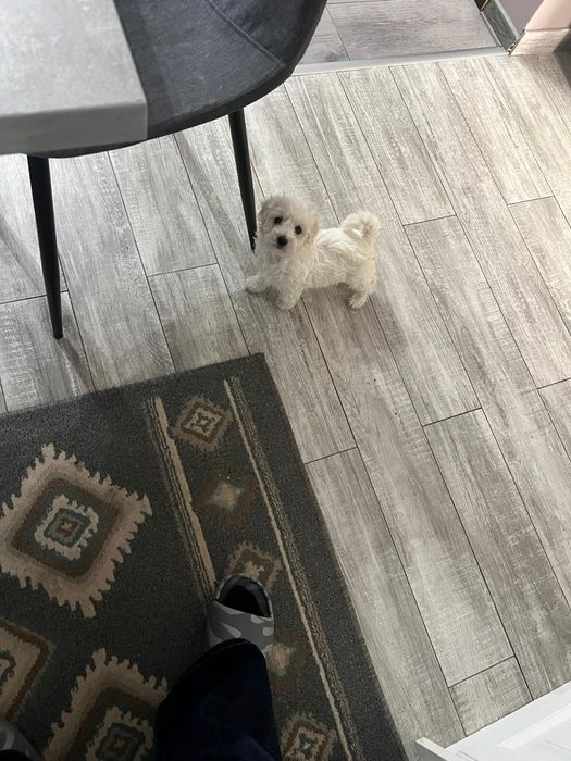 Bichon își caută căsuța