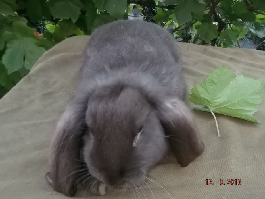 кролики французкий баран