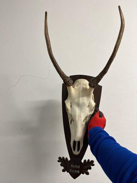 Трофей от шилар, лов и риболов