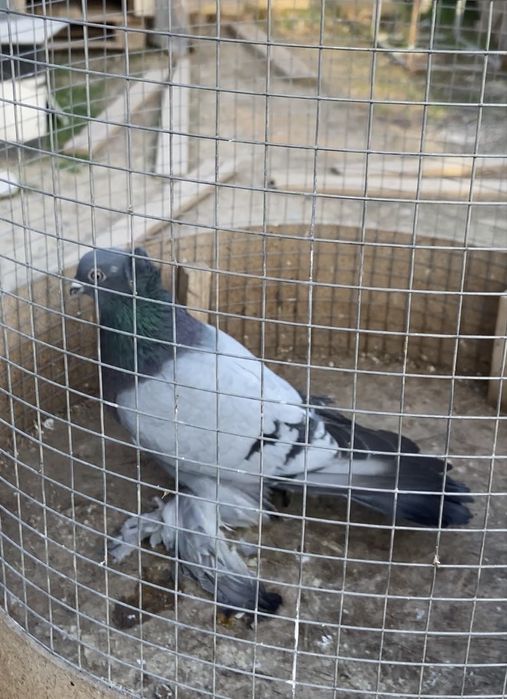 В продаже голубь сизый чубатый