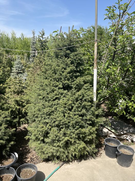 Rasprodaja skidka yel tyanshanskiy, tyanshan archa 2-3 metrlik