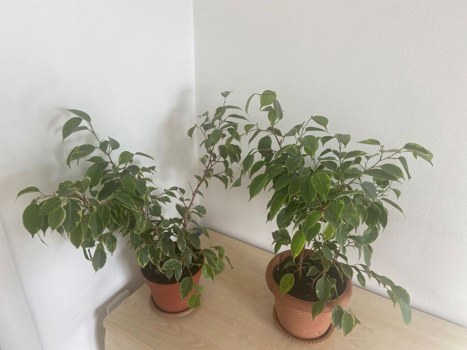 Продам Фикусы Бенджамина