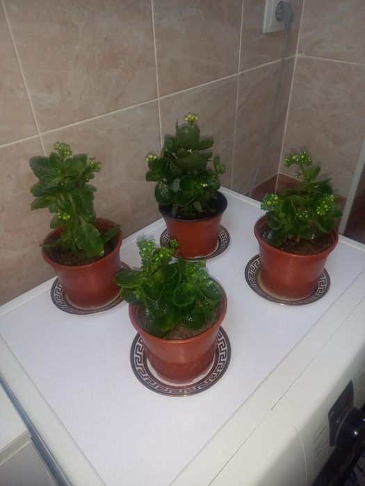 Комнатние растениа