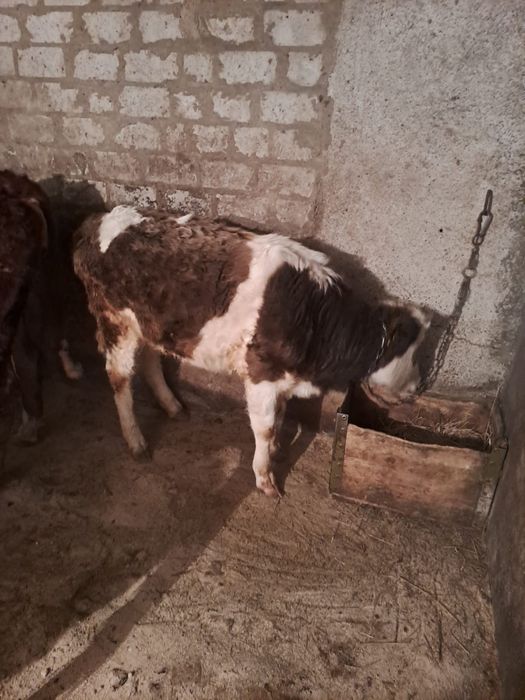 Продам сельхозживотное