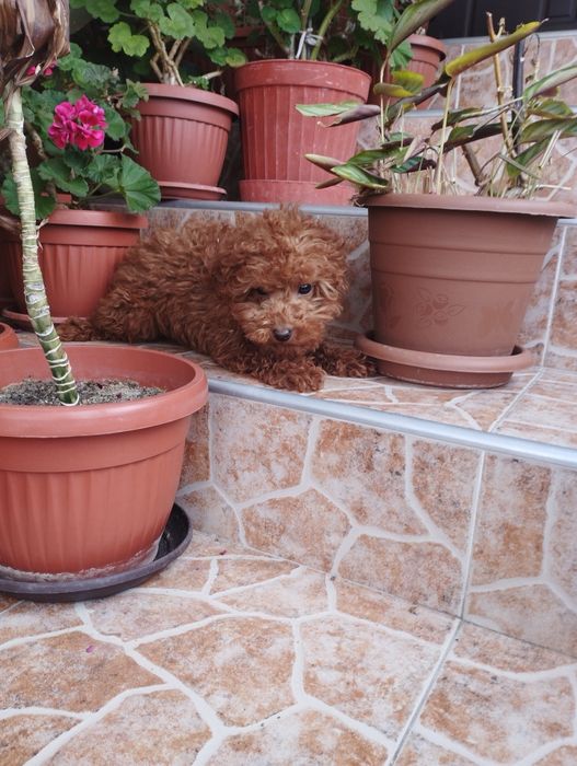 Той Пудел Toy Poodle.