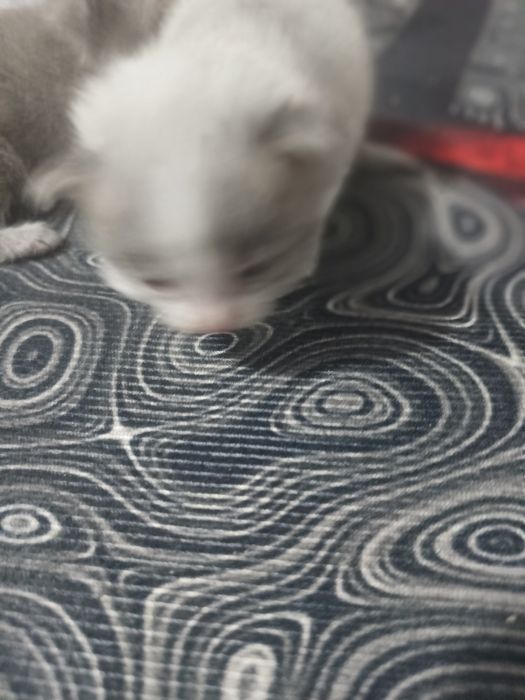 Продам двухнедельных котят