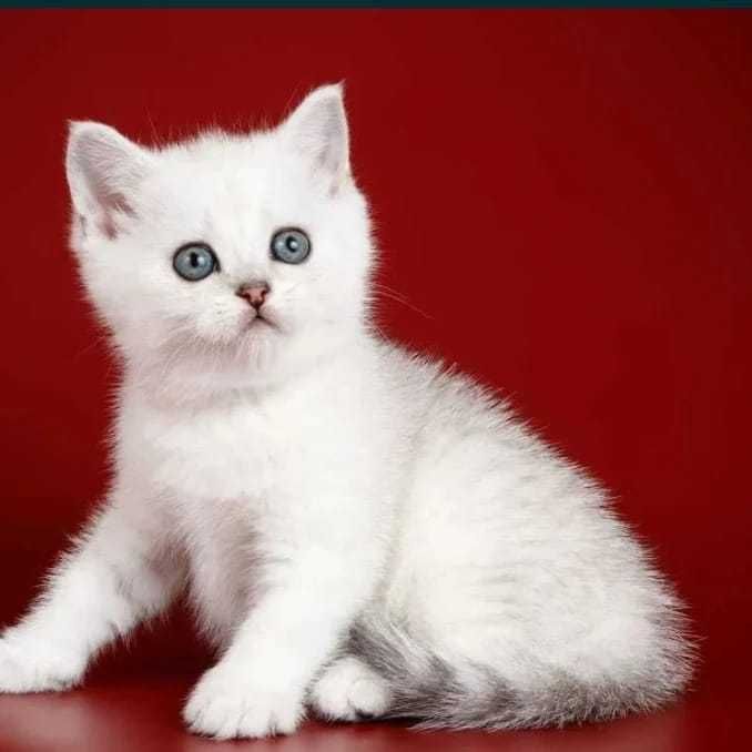 британские девочки и мальчики