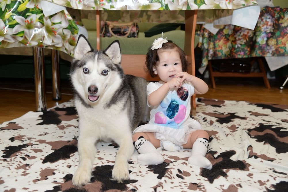 Пропала Хаски Моника! Вознаграждение
