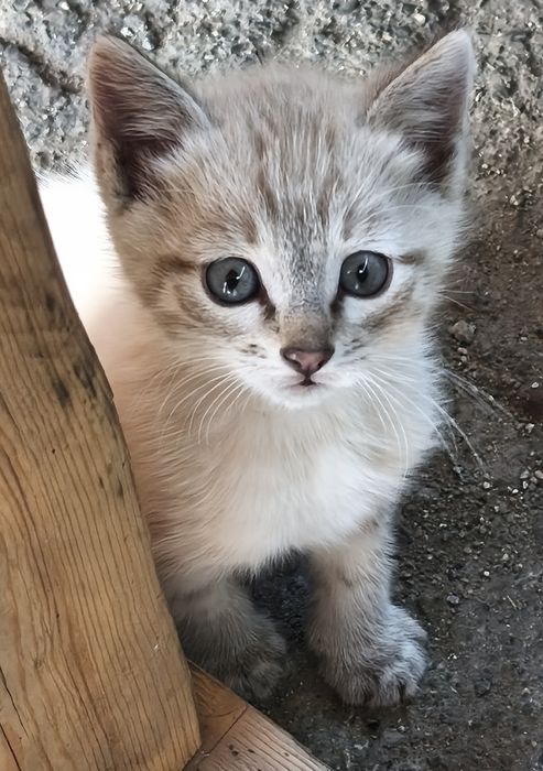 Отдам бесплатно котят