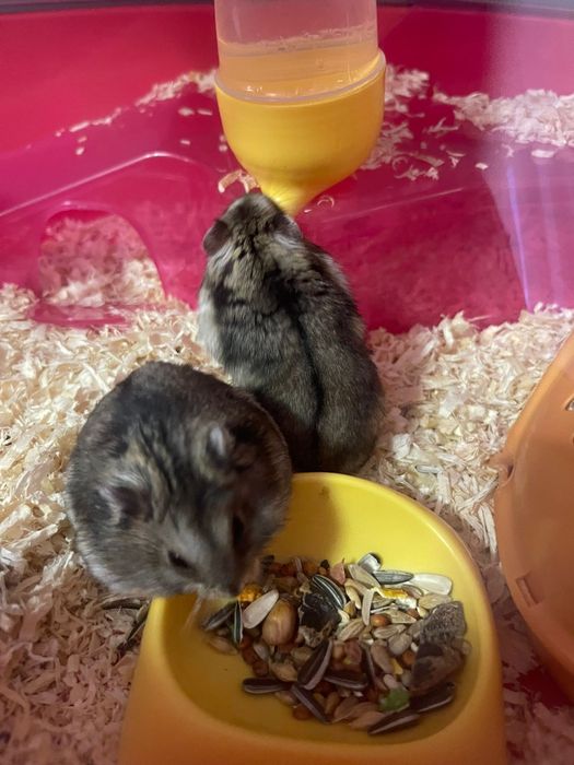 Hamsteri pitici jucăuși