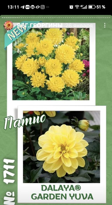 Продам георгины патио.