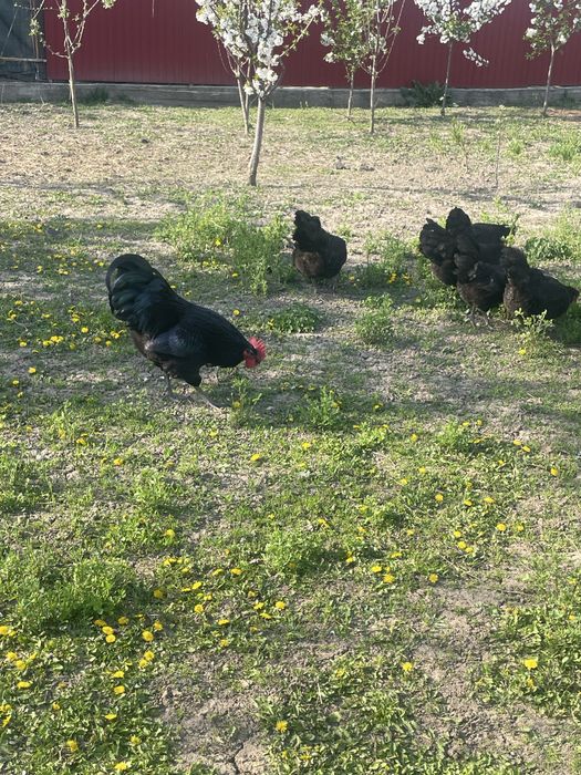 Vand familie gaini Australorp si fam.gaini pitice