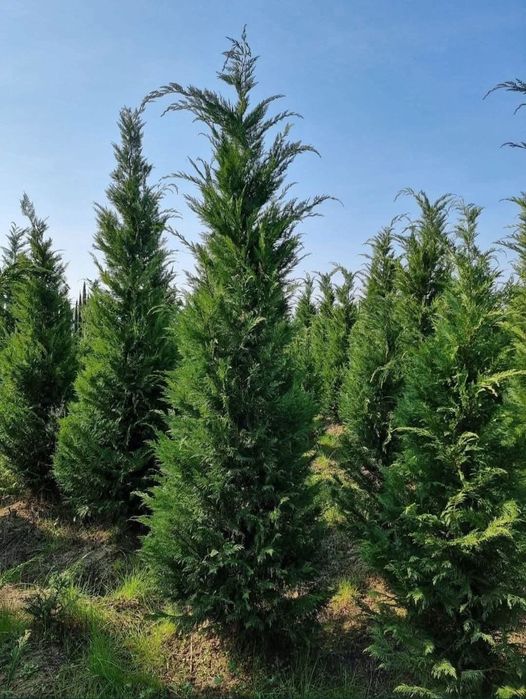 Leylandii mesteacăn