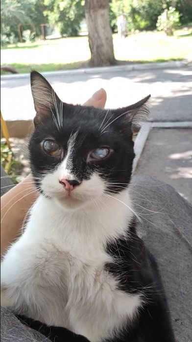 Кот, импозантный мужчина.