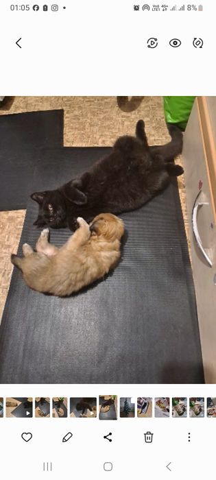 Отдам кошечку шотландская