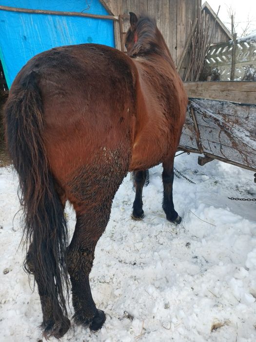 Vând manza de 5 ani,sau schimb cu vaca sau vitei