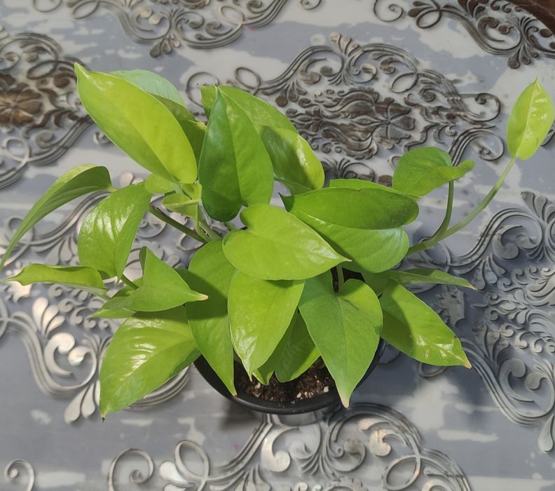 Продам эпипремнум