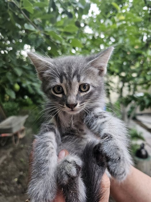 Котенок мальчик красавчик